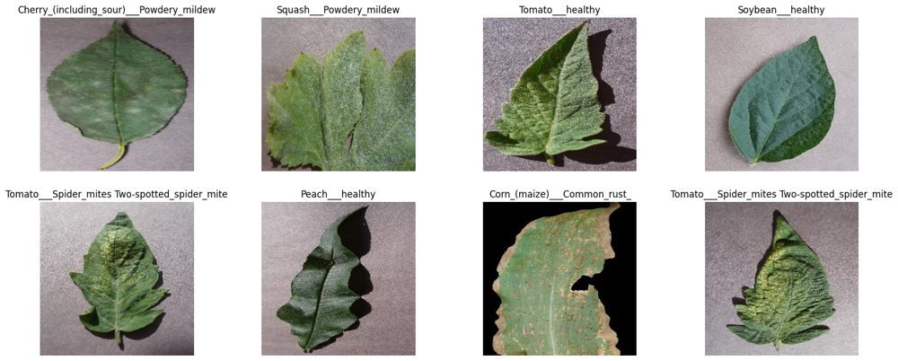 Eight sample leaf images from PlantVillage, each labeled with its plant and disease class